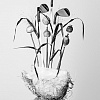 Фотография «Цветочное послание» фотография из цикла Black and White, для художественного оформления гольф-клуба/кабинета/офиса; GolfArt