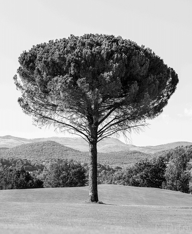 Фотография «Hole 5. Terre Blanche Golf Club» фотография из цикла Black and White, для художественного оформления гольф-клуба/кабинета/офиса; GolfArt